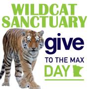 Click here and support the cats of Wildcat Sanctuary!